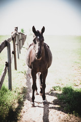 Beautiful horse farm summer landscape.