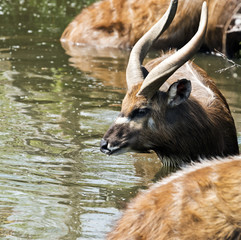Antelope in water