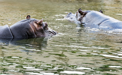 Two hippos in water