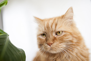 8 362 Angora Wall Murals Canvas Prints Stickers Wallsheaven