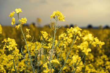 Rapsblüte im Sommer