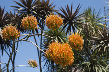 Sydney Australia,  flower heads of agave gypsophila plant 