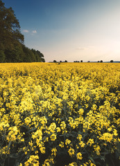 Obraz premium Rapsfeld im Sonnenlicht
