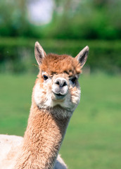Tan Alpaca