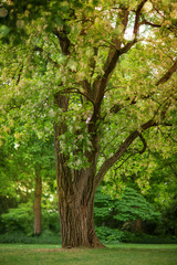 soft yellow sunlight falls through a beautiful big tree with white blossom in springtime can be used as background