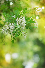 soft flower and tree background with warm summer light
