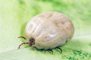 A dangerous parasite and infection carrier mite sitting on a green leaf