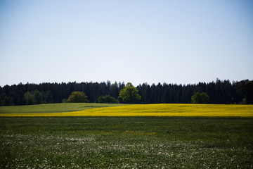 Rape field in the sunshine