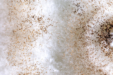 Backgrounds of Rhizopus (bread mold) is a genus of common saprophytic fungi,Rhizopus (bread mold). 	