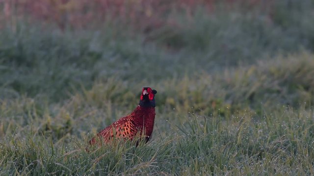 Pheasant cock looking from the meadow, spring, (phasianus colchicus)