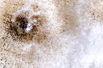 Backgrounds of Rhizopus (bread mold) is a genus of common saprophytic fungi,Rhizopus (bread mold). 	