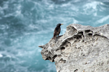 Bondi Australia, starling perched on rocks with ocean coastal wash in background
