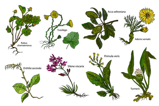 Set herbs: Turmeric, Silene viscaria, Acca sellowiana, Cloudberry, Adonis vernalis, Primula veris, Tussilago farfara, Orthilia secunda