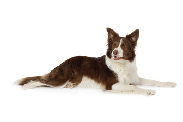 Collie border lying in front of white background