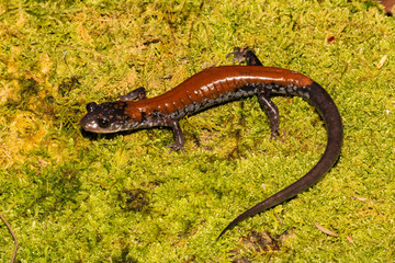 Yonahlossee Salamander (Plethodon yonahlossee)