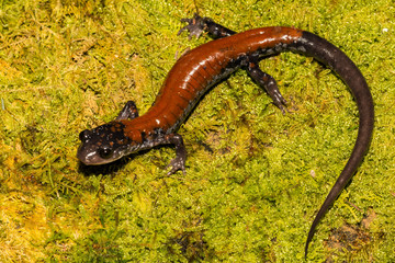 Yonahlossee Salamander (Plethodon yonahlossee)