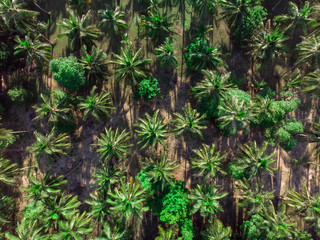 aerial view of palm trees plantation