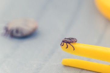 Mite crawling on a yellow tweezers for removing ticks