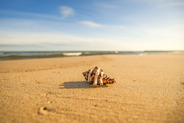 Fototapeta na wymiar Giant Frog Shell on a beach with surf
