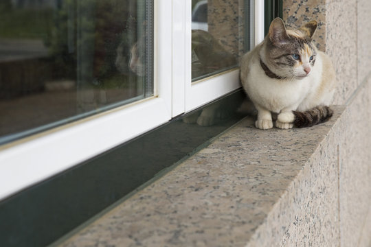 Gato branco e cinzento junto a uma janela.