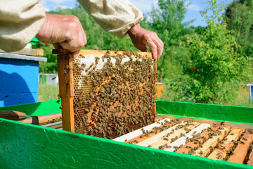 The beekeeper examines bees in honeycombs. In the hands of a honeycomb with honey.