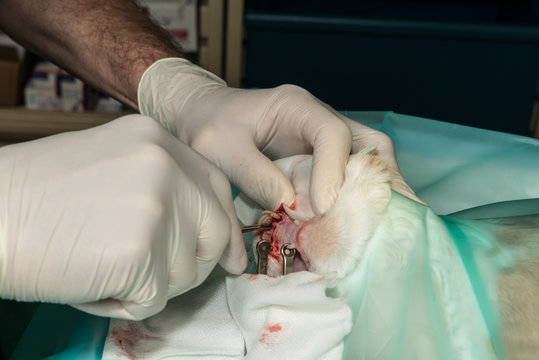 Le v&eacute;t&eacute;rinaire chirurgien op&egrave;re un chien d'une patte, en chirurgie osseuse.
Une anesth&eacute;sie g&eacute;n&eacute;rale est n&eacute;cessaire