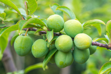 Young green plum fruit on a tree, fruit