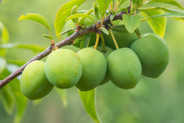 Young green plum fruit on a tree, fruit