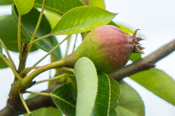 small green fruit of a pear tree grows in the garden