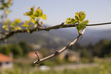 Green vine with small bunches of grapes.