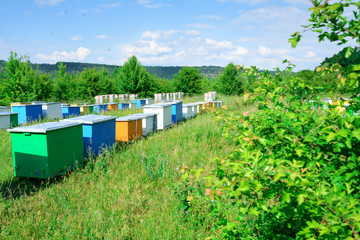 Fototapeta na wymiar Bee hive boxes. The apiary is located on the edge of the forest.
