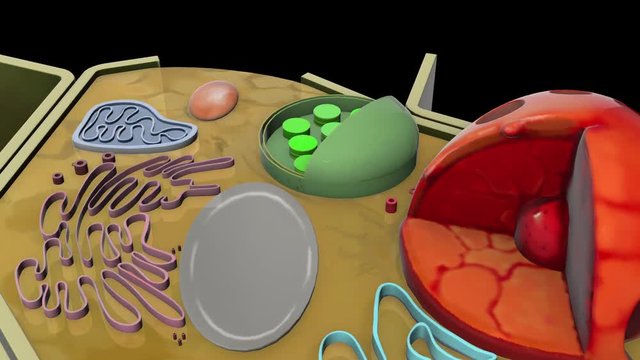 plant-cell-Chloroplast
3D plant cell animation