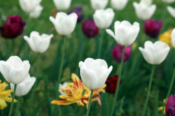 Fototapeta premium Blühende Tulpen in einem Tulpenbeet