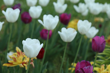 Blühende Tulpen in einem Tulpenbeet