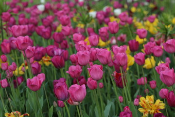 Fototapeta premium Blühende Tulpen in einem Tulpenbeet