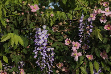 Blauregen und Clematis