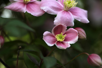 Clematis Blüte rosa