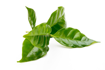 Green tea leaf isolated on white background.