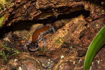 Yonahlossee Salamander (Plethodon yonahlossee)