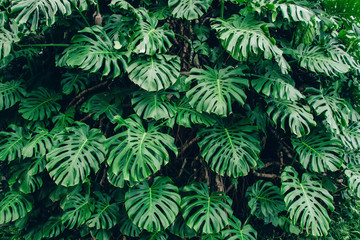 Green leaves of Monstera philodendron plant growing in greenhouse, tropical forest plant, evergreen vines abstract background. - obrazy, fototapety, plakaty