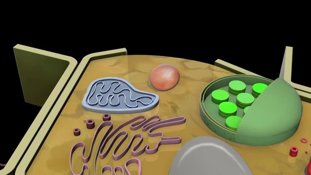 plant-cell-Lysosome
3D plant cell animation