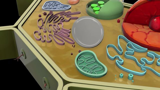 plant-cell-Mitochondrion
3D plant cell animation