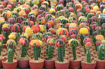 Row of colorful modified cactus