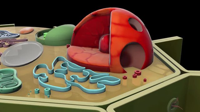  plant-cell-Nucleolus
3D plant cell animation