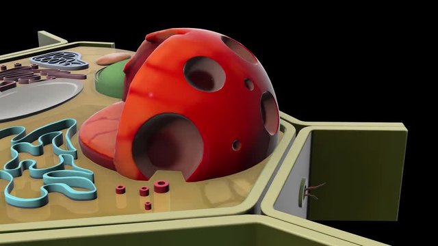 plant-cell-Nucleoplasm
3D plant cell animation
