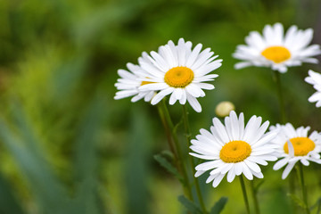 Fototapeta premium White daisy on field