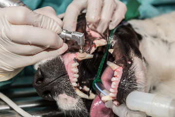 Le vétérinaire chirurgien effectue un détartrage et des soins dentaires sur un chien, un chat....