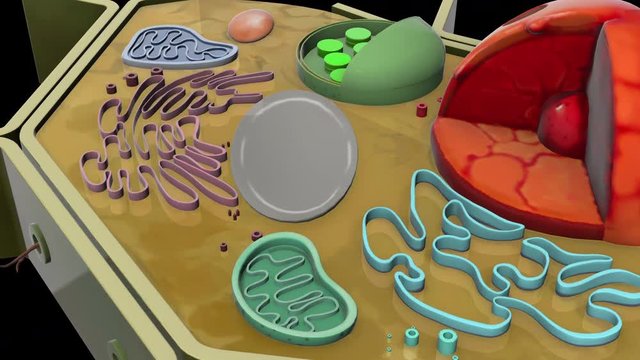 plant-cell-Vacuole
3D plant cell animation