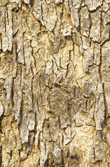 Texture of a tree bark