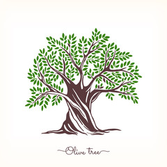 Obraz premium Hand drawn olive tree. Vector sketch illustration